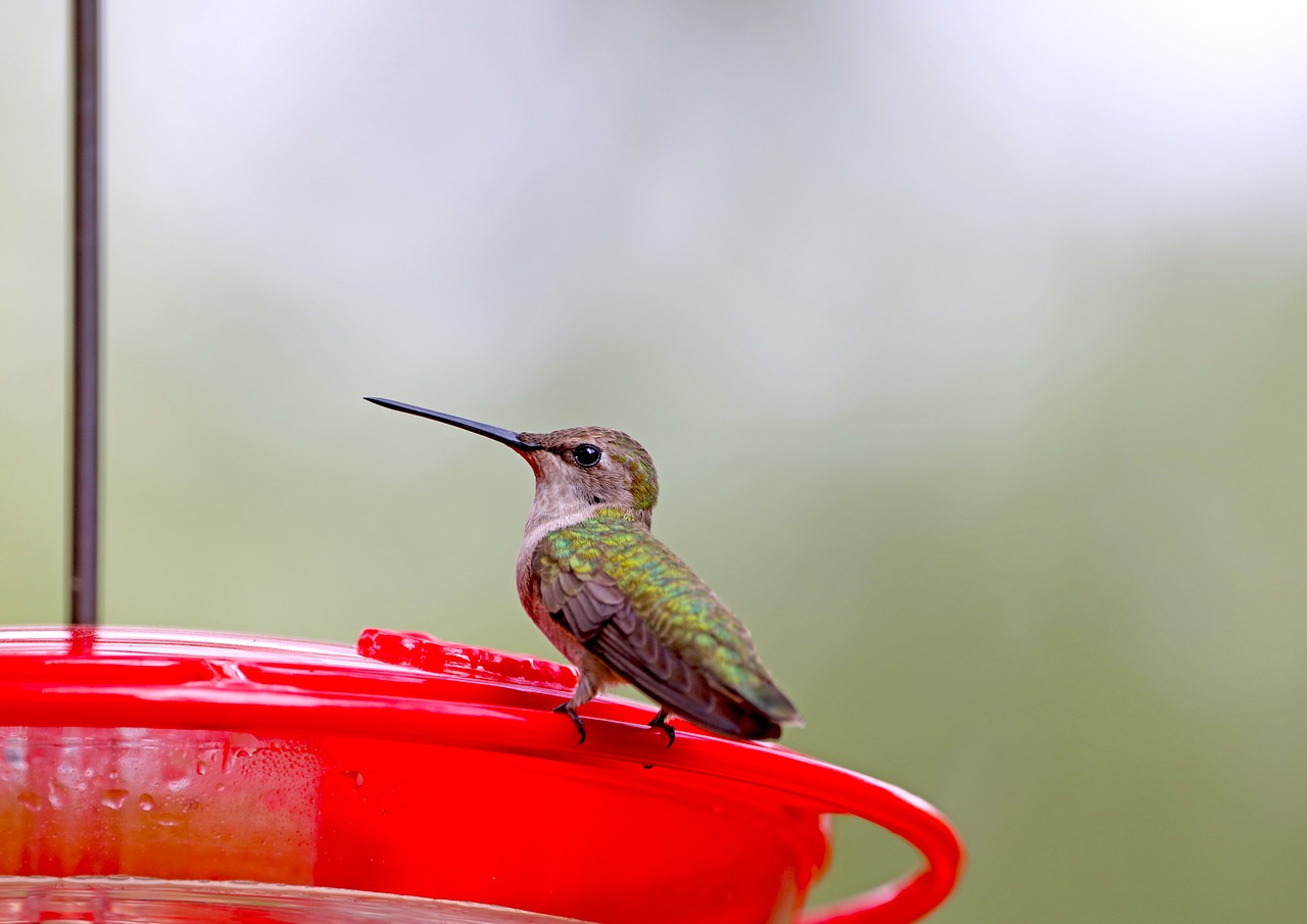 How to Draw a Hummingbird: Step-By-Step Guide